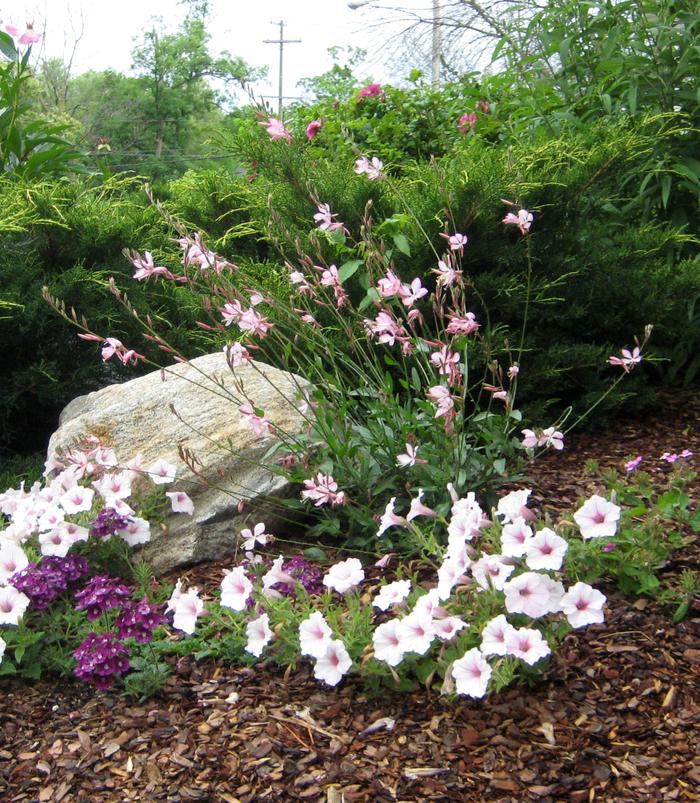 Gaura lindheimeri Stratosphere™ Pink Picotee