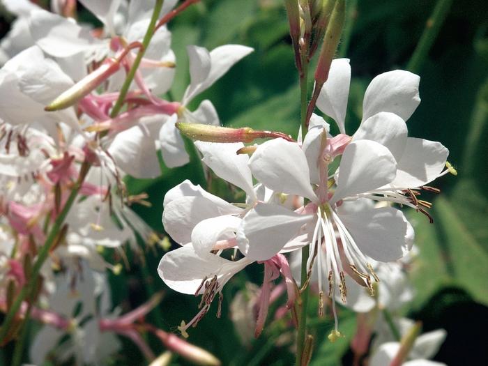 Gaura lindheimeri Stratosphere™ White