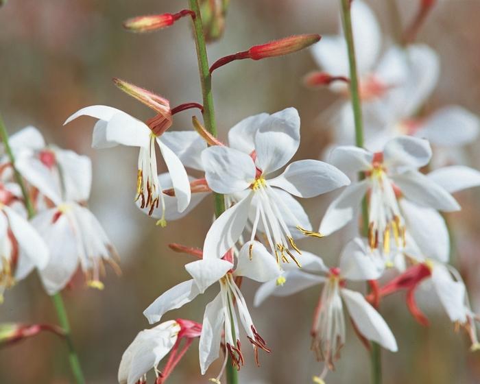 Gaura lindheimeri Stratosphere™ White