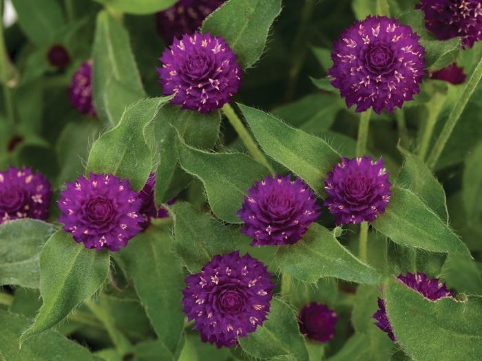 Gomphrena Lil' Forest™ Plum