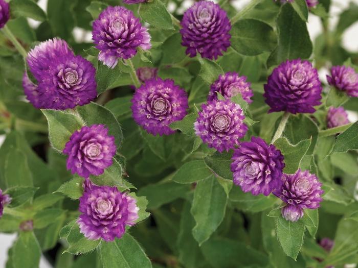 Gomphrena Lil' Forest™ Sugared Plum