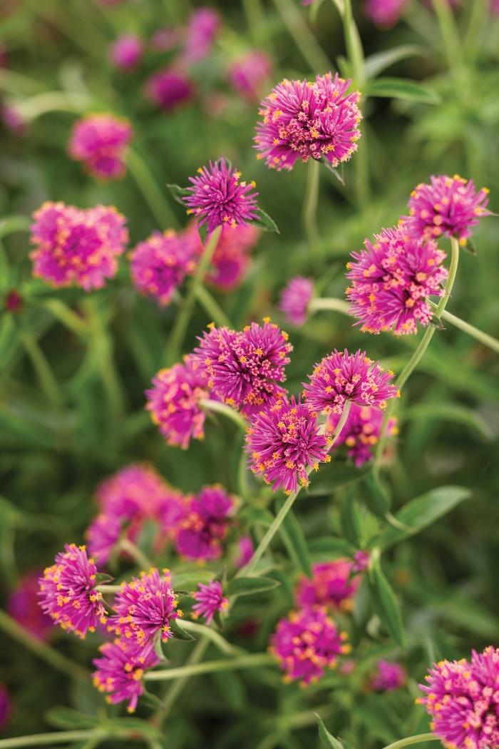 Gomphrena pulchella Truffula™ Pink