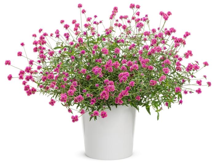 Gomphrena pulchella Truffula™ Pink