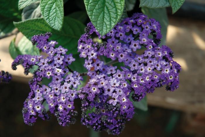 Heliotropium arborescens Marino™ Blue