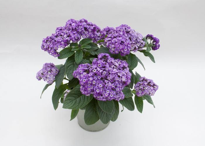 Heliotropium arborescens Marino™ Blue