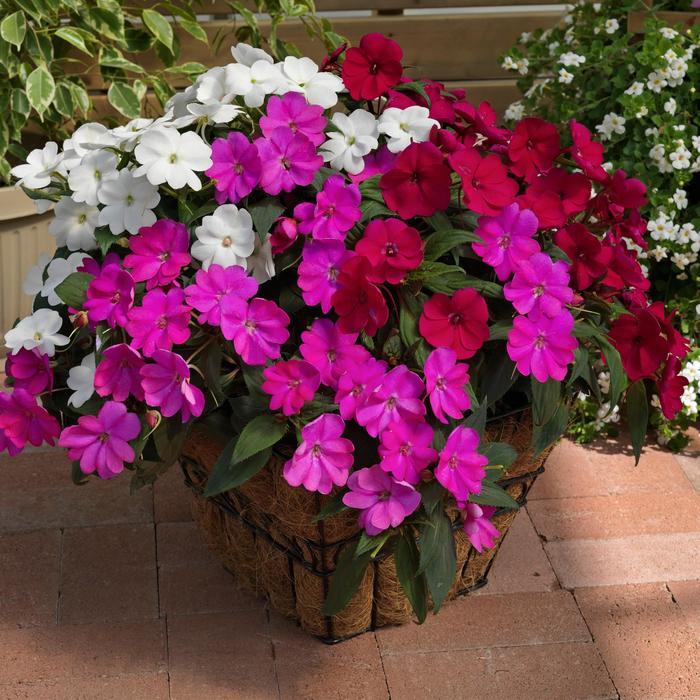 Impatiens SunPatiens® Compact Best Friends Mix