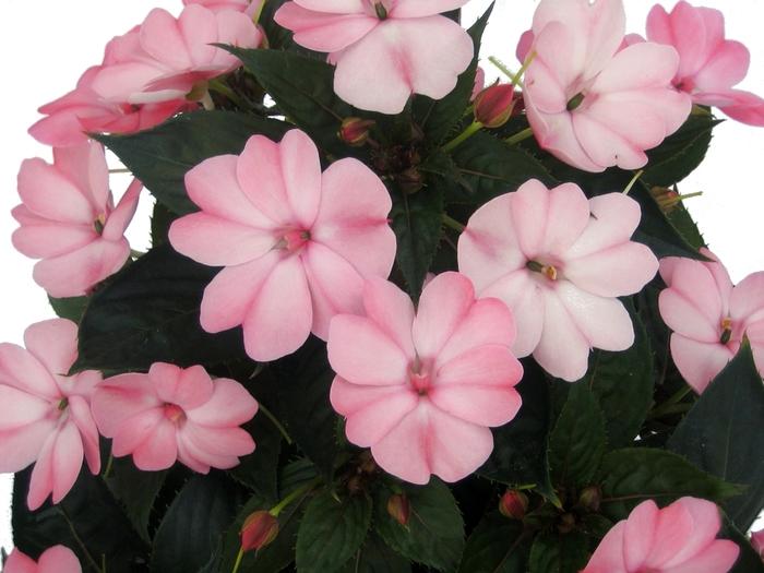 Impatiens SunPatiens® Compact Blush Pink