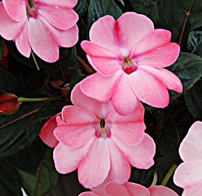 Impatiens SunPatiens® Compact Blush Pink