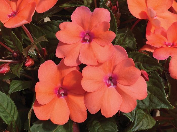 Impatiens SunPatiens® Compact Coral Pink