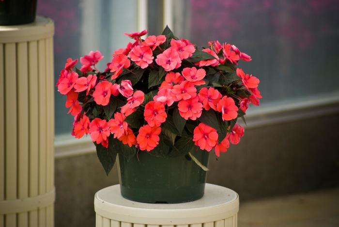 Impatiens SunPatiens® Compact Deep Rose