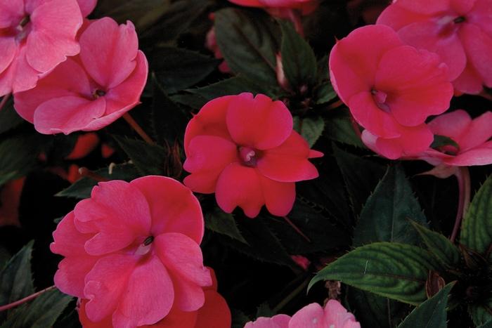 Impatiens SunPatiens® Compact Deep Rose