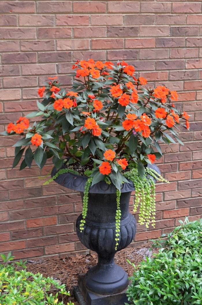 Impatiens SunPatiens® Compact Electric Orange