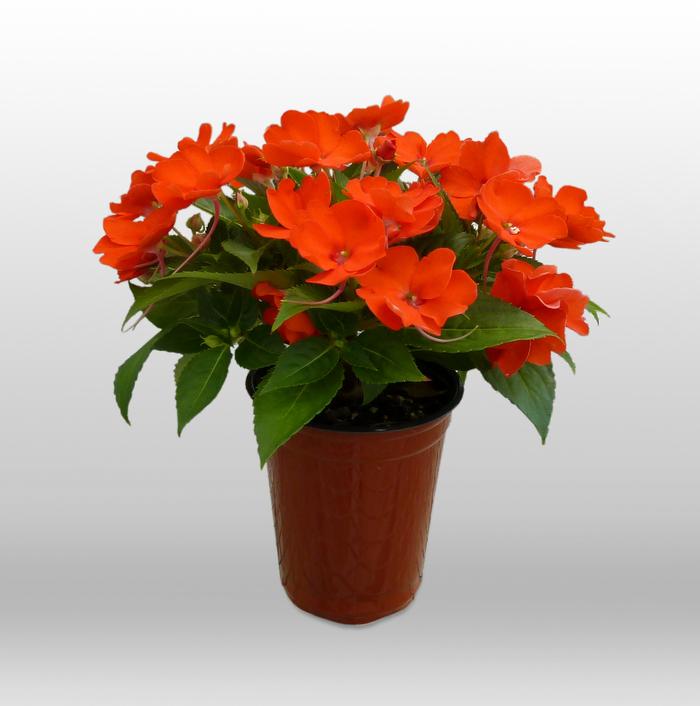 Impatiens SunPatiens® Compact Electric Orange