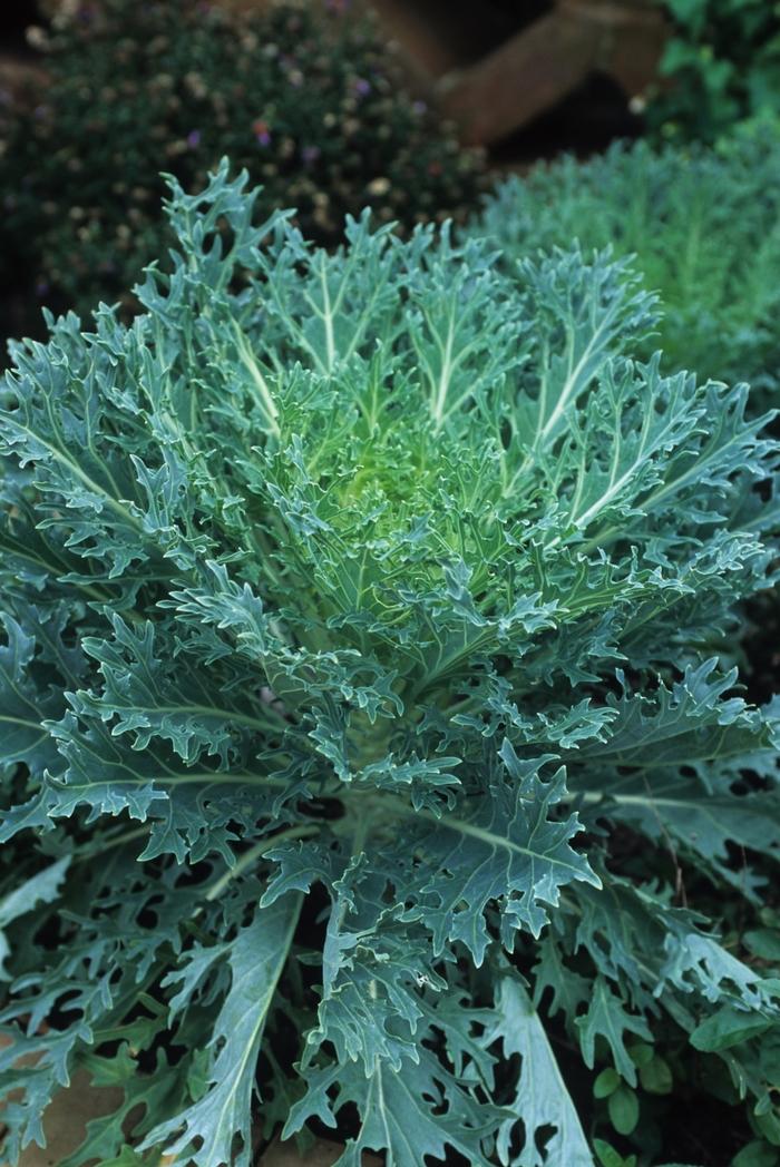 Brassica oleracea Peacock White