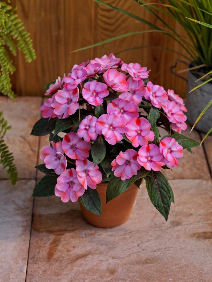 Impatiens SunPatiens® Compact Pink Candy