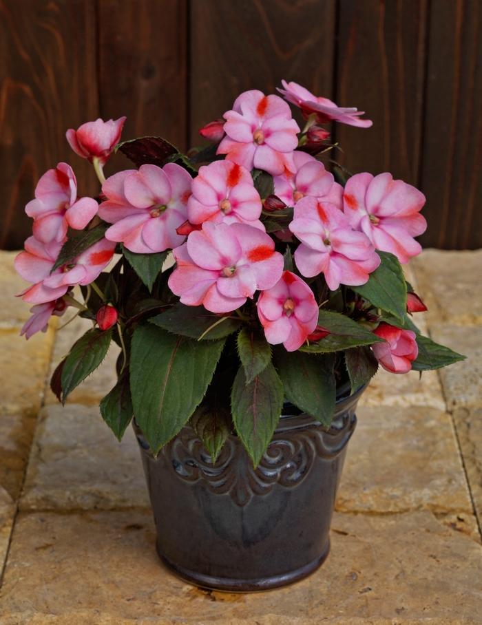 Impatiens SunPatiens® Compact Pink Candy