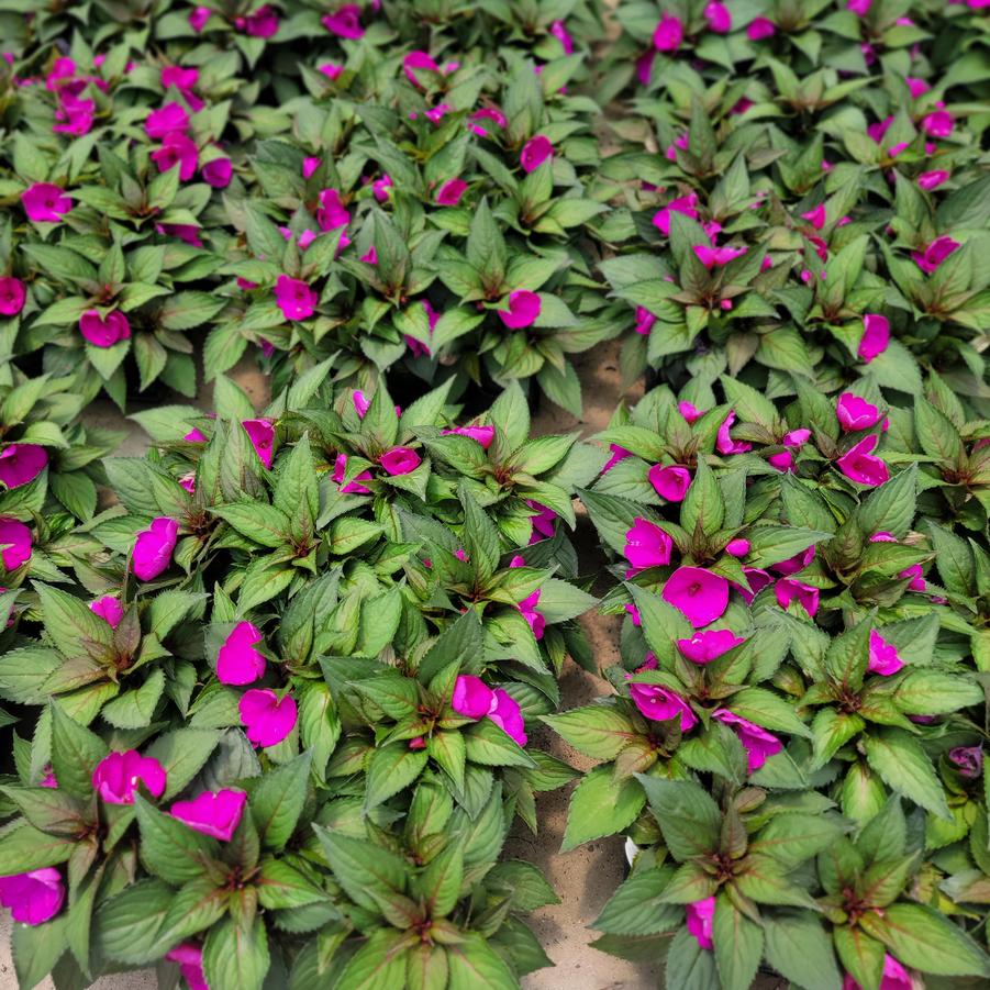 Impatiens SunPatiens® Compact Purple