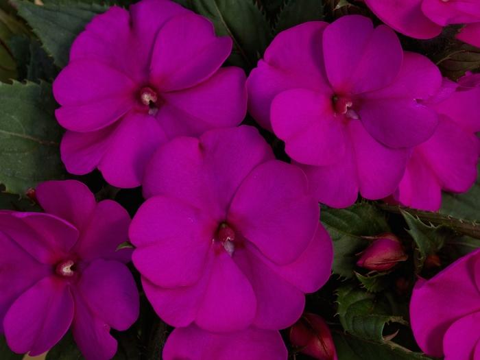 Impatiens SunPatiens® Compact Purple