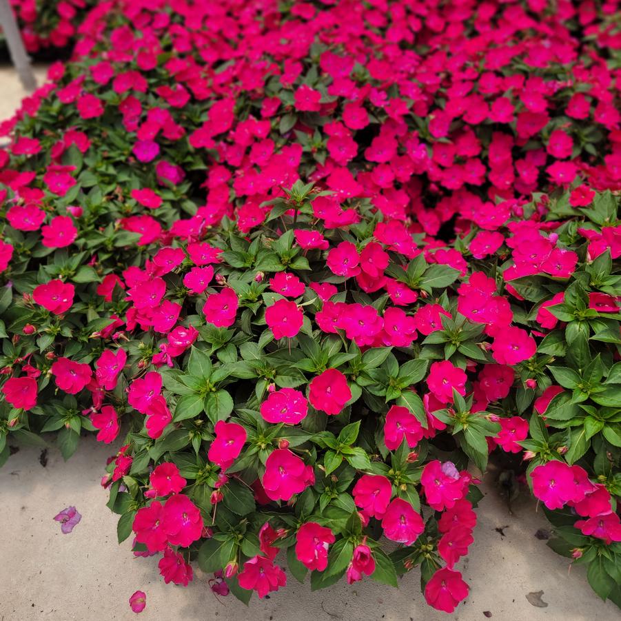 Impatiens SunPatiens® Compact Rose Glow