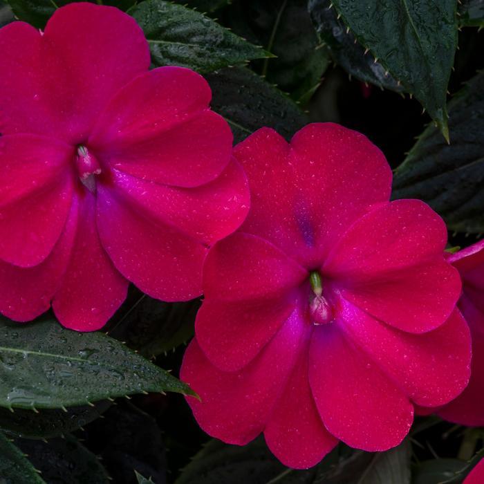 Impatiens SunPatiens® Compact Rose Glow