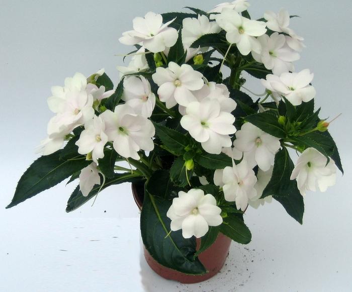 Impatiens SunPatiens® Compact White