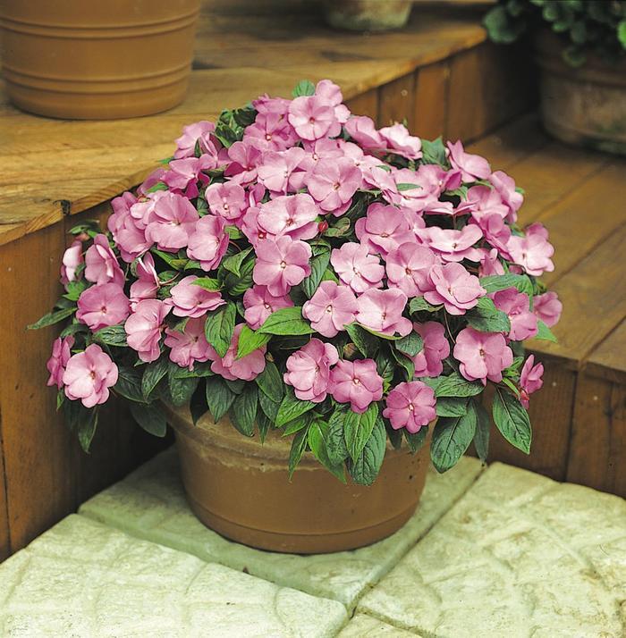 Impatiens hawkeri Celebration Lavender Glow