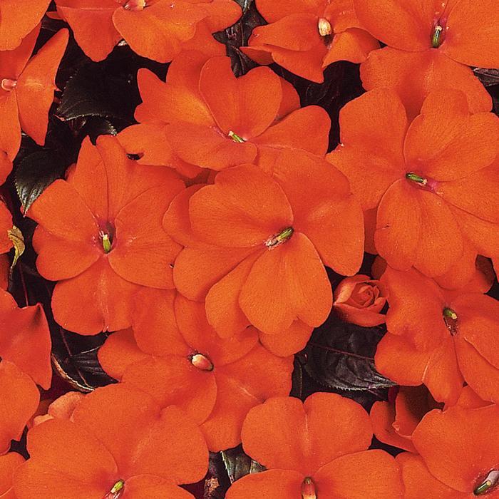 Impatiens hawkeri Celebration Orange