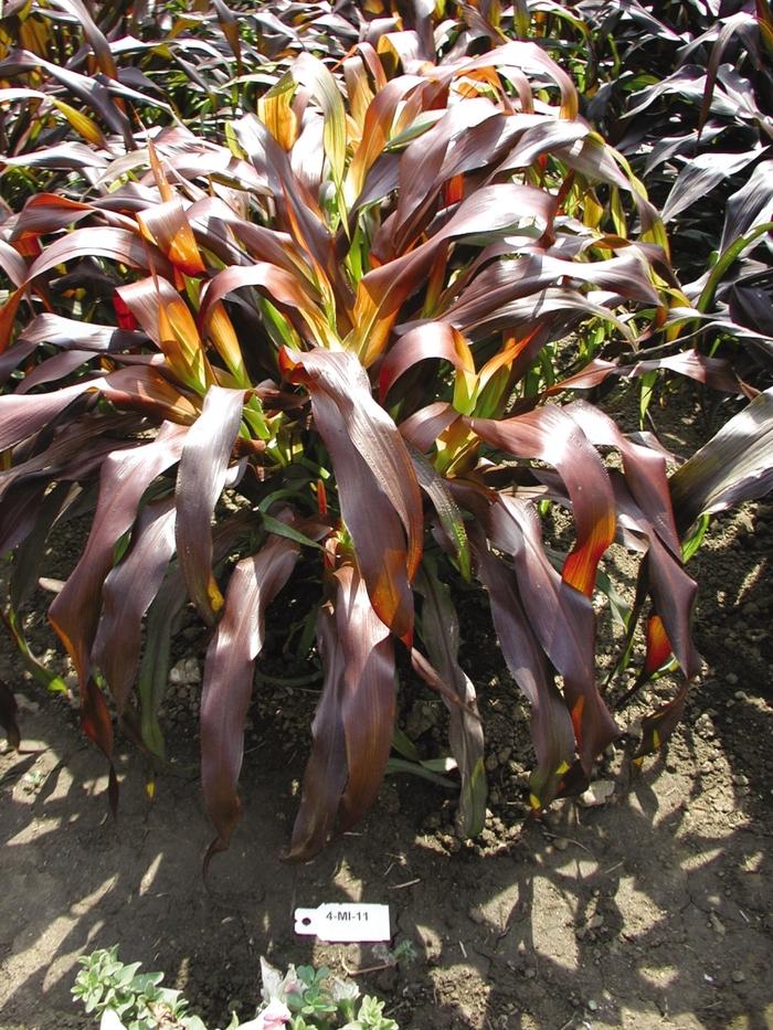 Pennisetum glaucum Jester