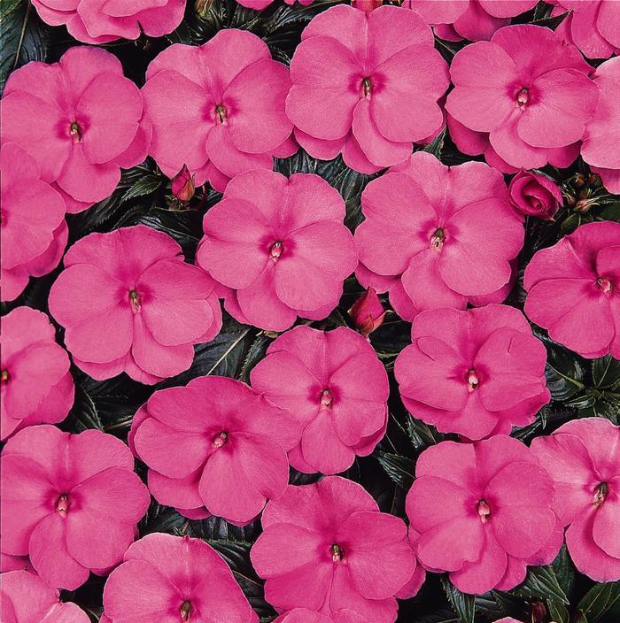 Impatiens hawkeri Celebration Pink