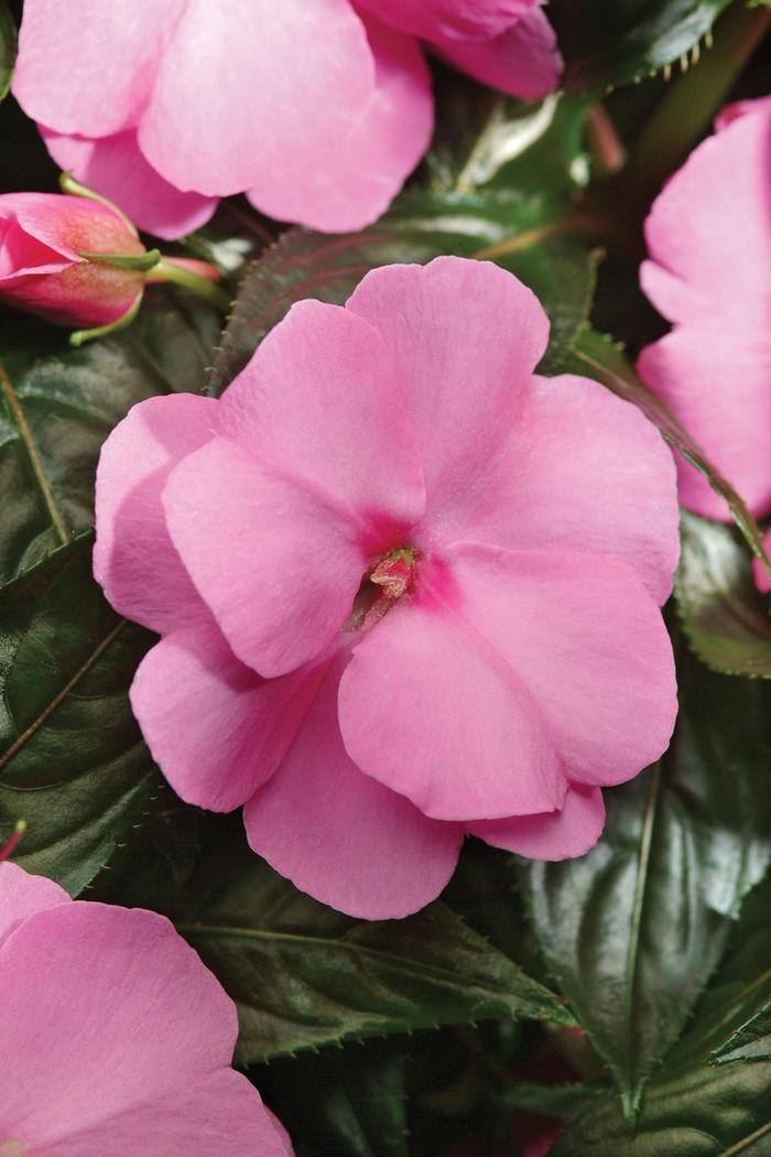 Impatiens hawkeri Celebration Pink