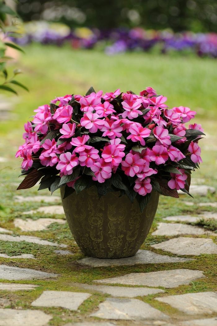 Impatiens hawkeri Celebration Purple Star