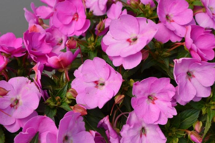 Impatiens hawkerii Sun Harmony® Pink