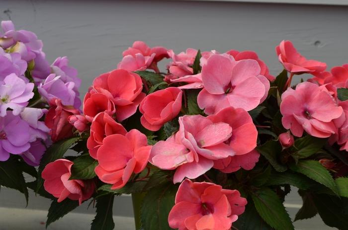 Impatiens hawkerii Sun Harmony® Salmon