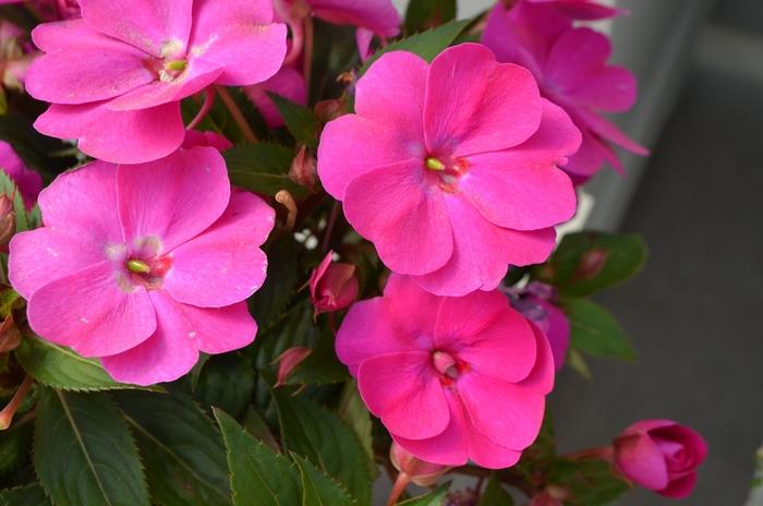 Impatiens hawkerii Sun Harmony® Violet