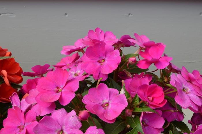 Impatiens hawkerii Sun Harmony® Violet