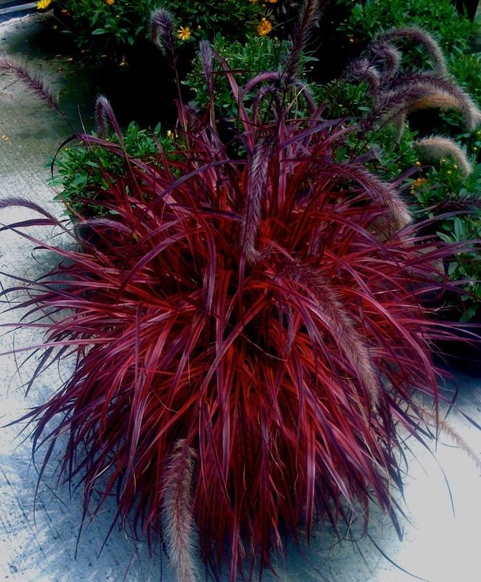 Pennisetum setaceum Graceful Grasses® Fireworks