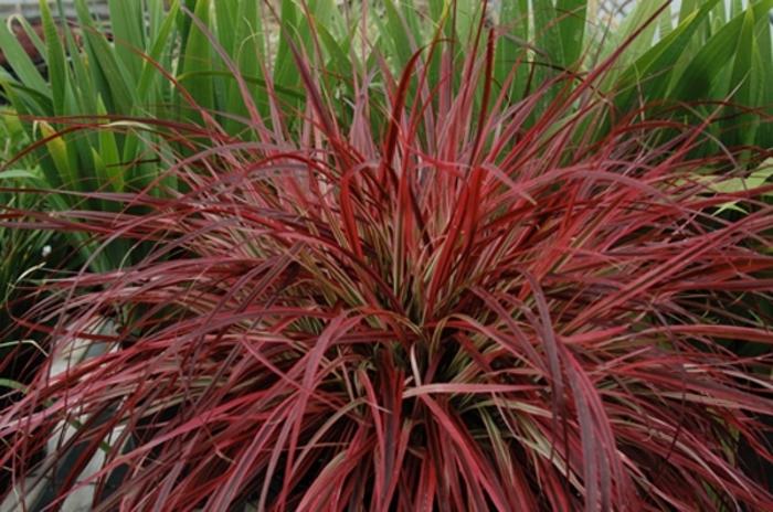 Pennisetum setaceum Graceful Grasses® Fireworks