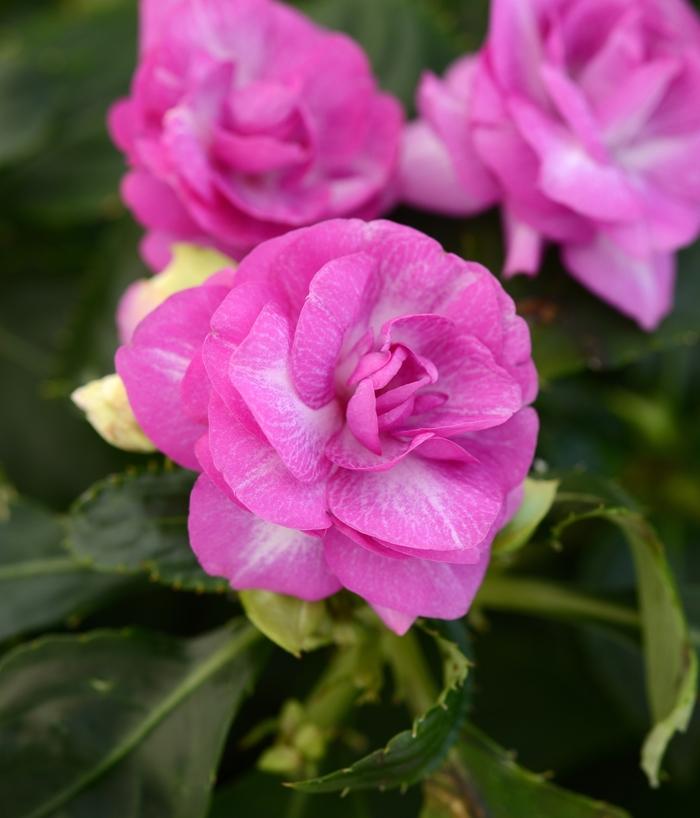 Impatiens walleriana Fiesta Bonita™ Stardust Lavender