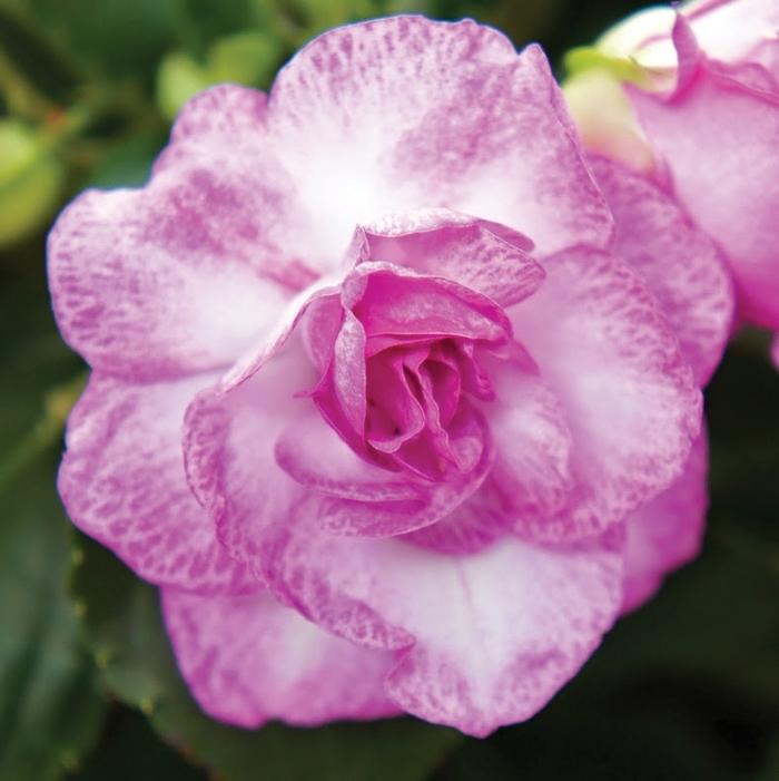 Impatiens walleriana Fiesta Bonita™ Stardust Lavender