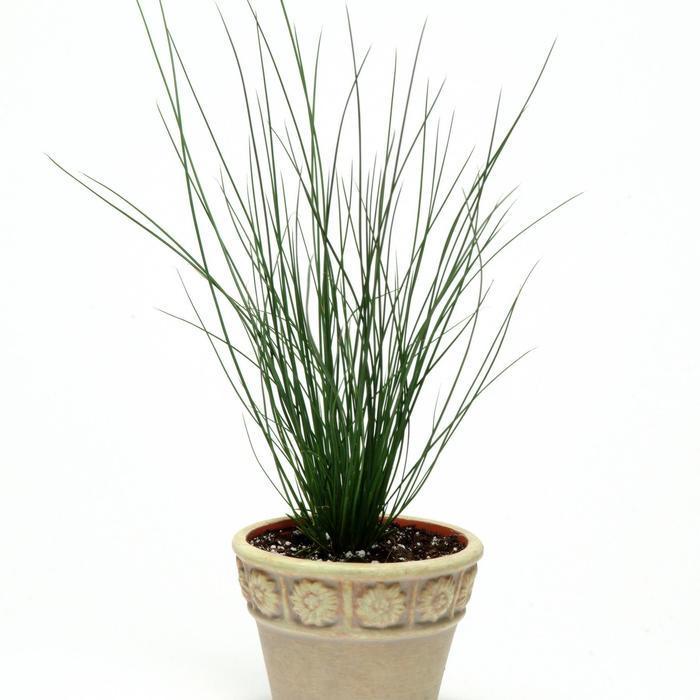 Juncus tenuis Blue Dart