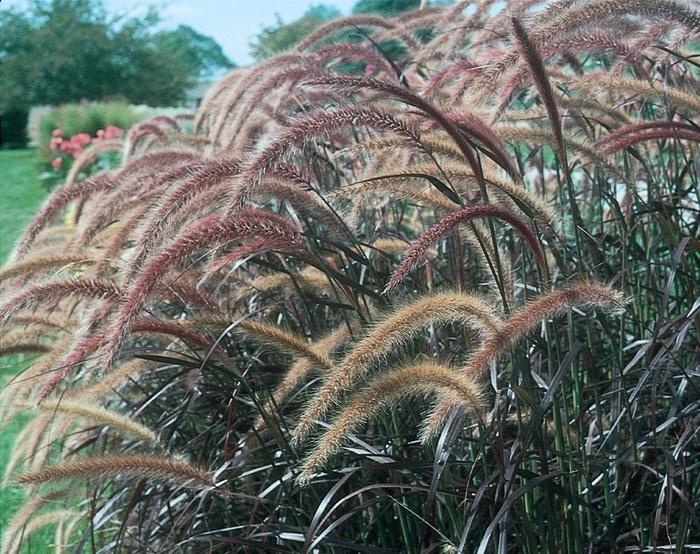 Pennisetum setaceum Graceful Grasses® Rubrum