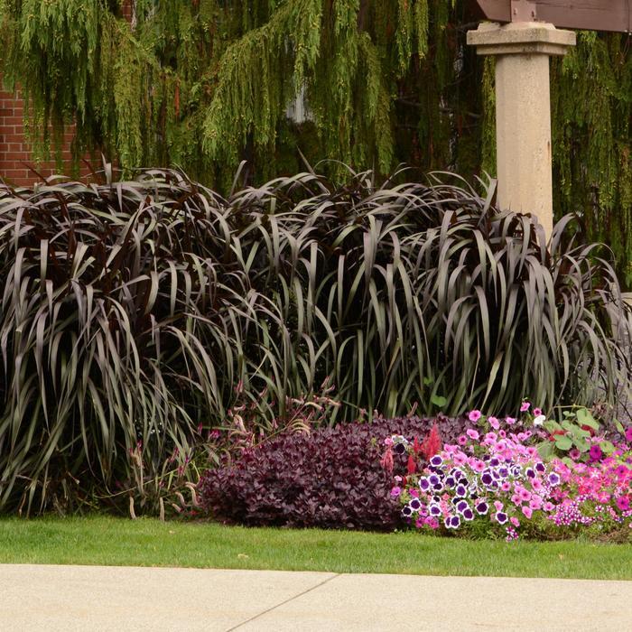 Pennisetum purpureum Graceful Grasses® Vertigo®