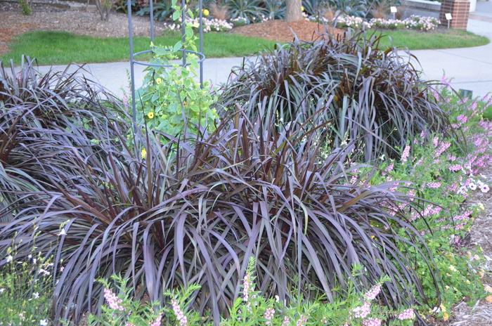 Pennisetum purpureum Graceful Grasses® Vertigo®