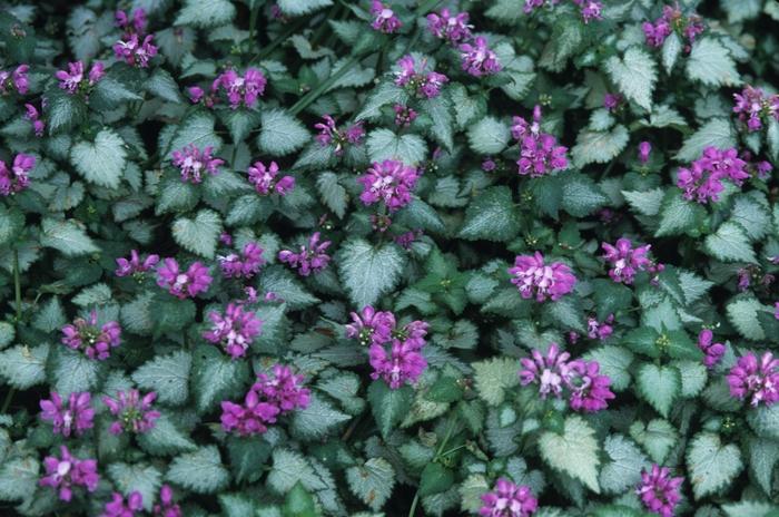 Lamium maculatum Beacon Silver