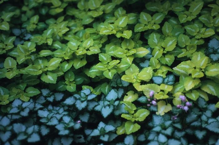 Lamium maculatum Pink Pewter