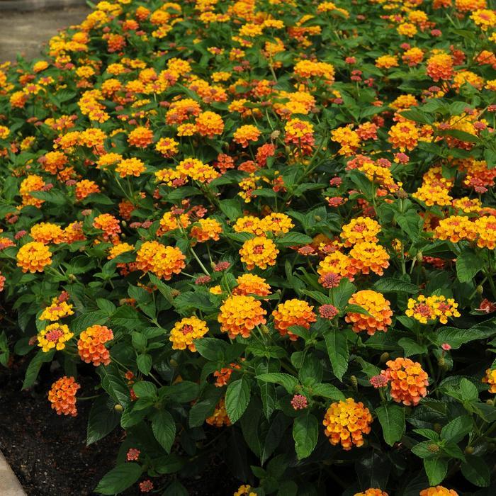 Lantana camara Landmark™ Citrus