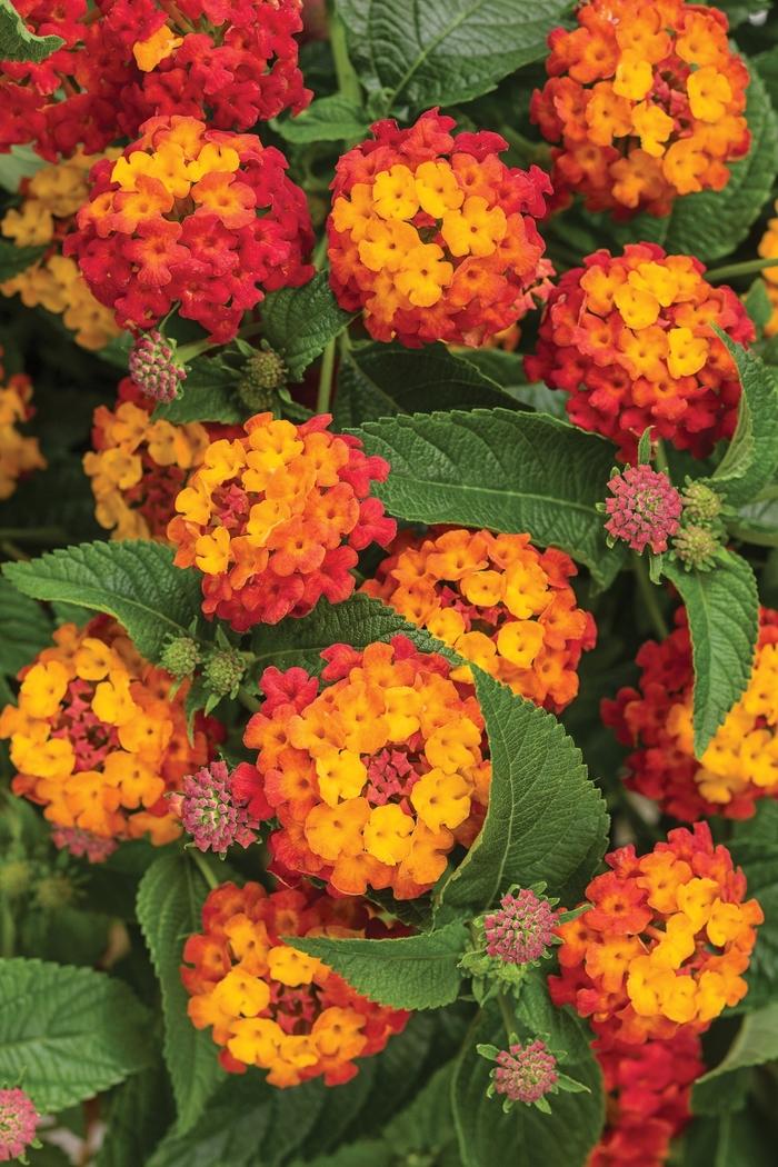 Lantana camara Luscious® Citrus Blend™