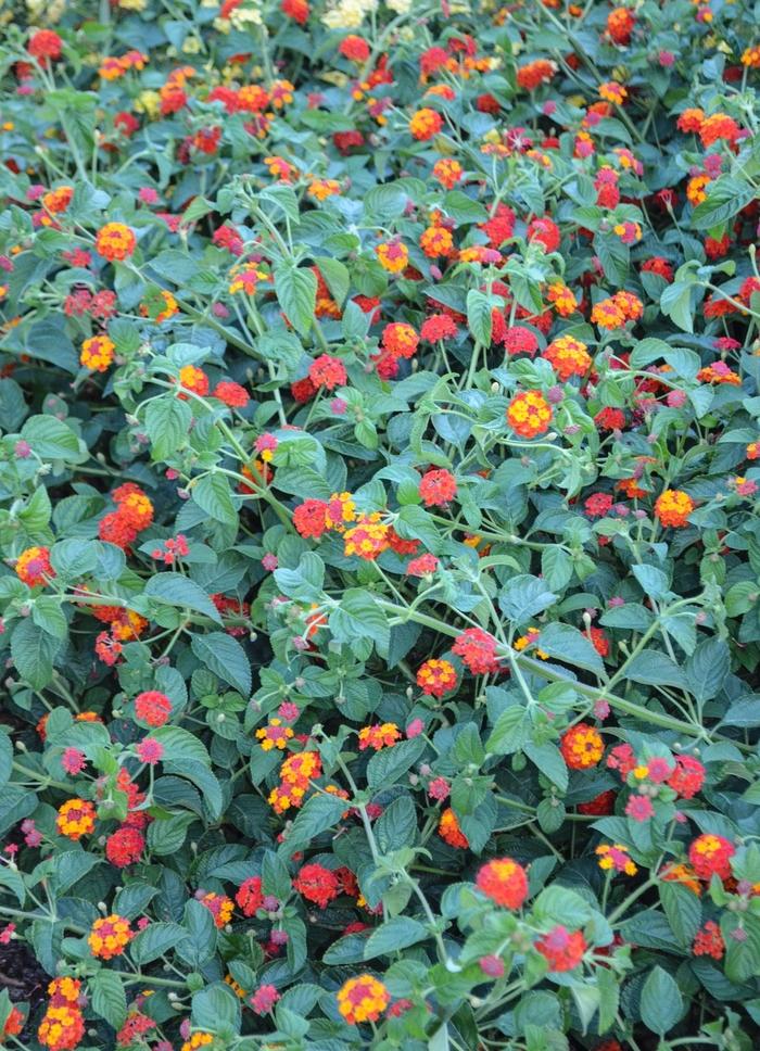 Lantana camara Luscious® Citrus Blend™