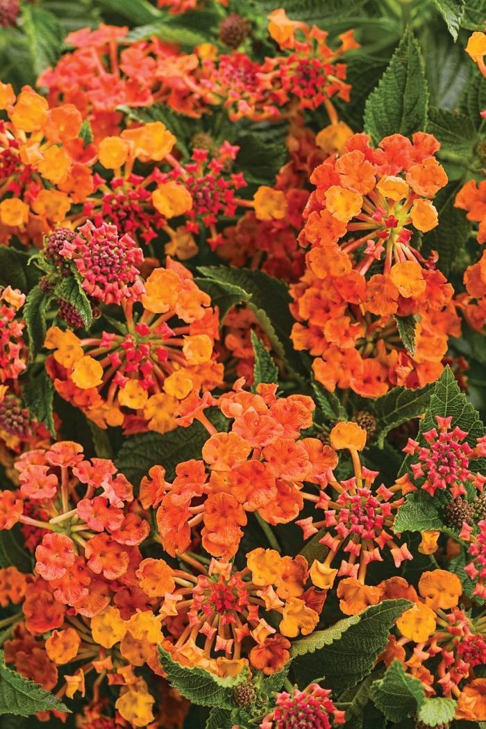 Lantana camara Luscious® Marmalade