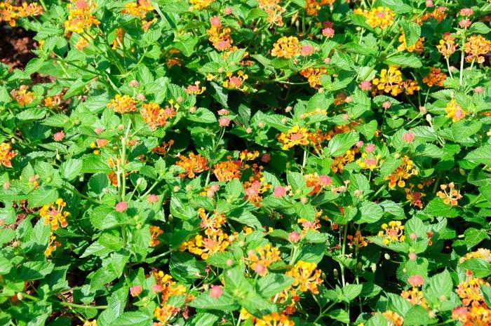 Lantana camara Luscious® Marmalade